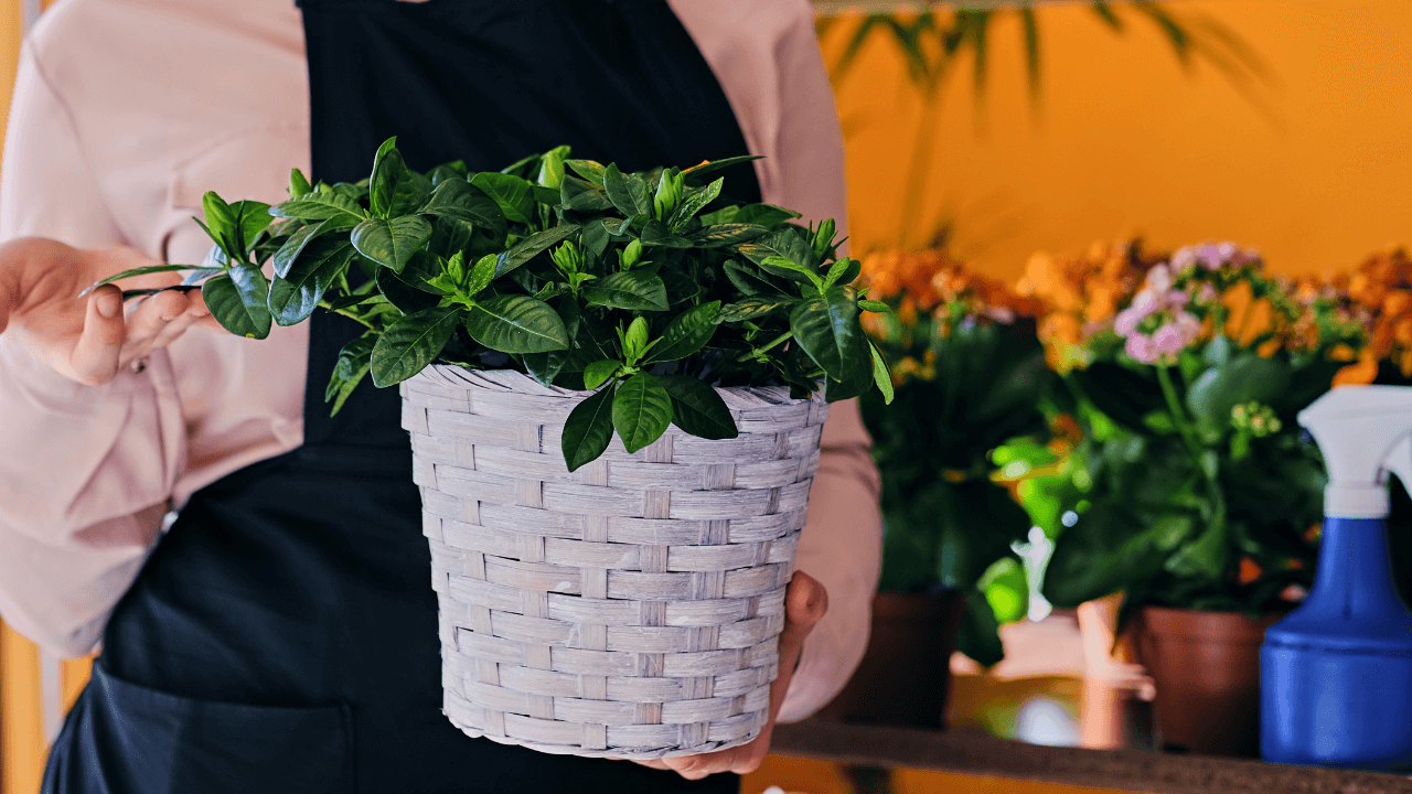 Indoor Gardening